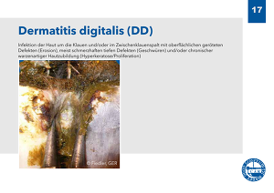 Dermatitis Digitalis (DD) 03